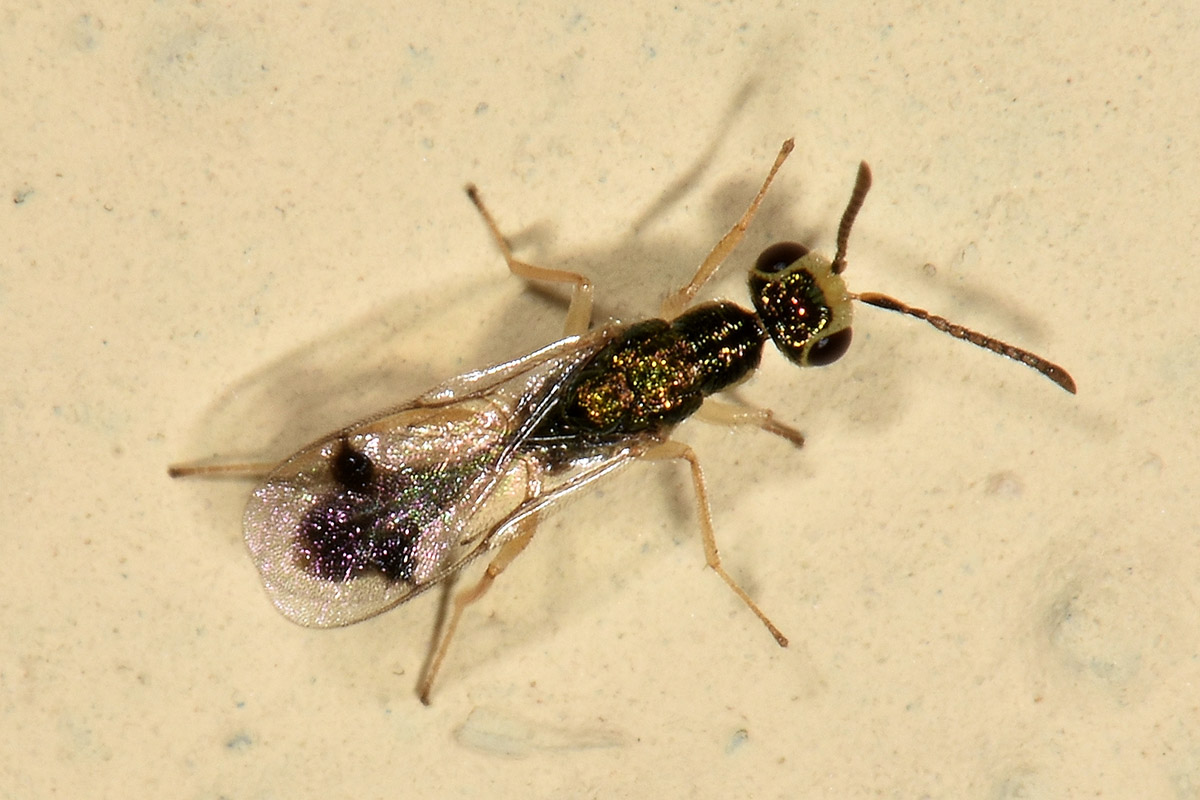 Hymenoptera?